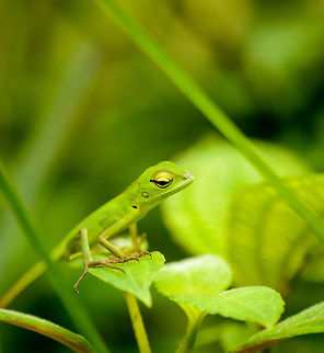 Closeup of common green forest lizard in Sinharaja, Sri Lanka This is likely a juvenile. Found on the forest floor in Sinharaja. Check out the oversized toes on its hind legs. Asia,Calotes calotes,Common Green Forest Lizard,Sinharaja,Sri Lanka