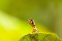 Sri Lankan Kangaroo Lizard - closeup, Sri Lanka Closeup of this endemic and hilarious lizard species found on a path in Sinharaja, Sri Lanka. They are found near the floor of darker areas of the rainforest. Full body shot:<br />
http://www.jungledragon.com/image/31192/sri_lankan_kangaroo_lizard_-_full_body_shot_sri_lanka.html Asia,Otocryptis weigmannii,Sinharaja,Sri Lanka,Sri Lankan Kangaroo Lizard