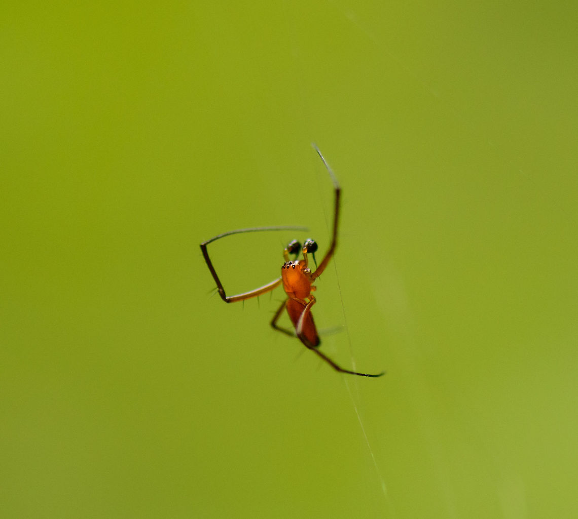 Male Northern Golden Orb Weaver, Sinharaja, Sri Lanka Yes, this tiny little thing is the male sex of the Northern Golden Orb Weaver:<br />
<br />
<figure class="photo"><a href="https://www.jungledragon.com/image/31236/northern_golden_orb_weaver_sinharaja_sri_lanka.html" title="Northern Golden Orb Weaver, Sinharaja, Sri Lanka"><img src="https://s3.amazonaws.com/media.jungledragon.com/images/2/31236_thumb.jpg?AWSAccessKeyId=05GMT0V3GWVNE7GGM1R2&Expires=1759968010&Signature=632indCE%2F38XXPGS%2By4ROmAN4Oo%3D" width="102" height="152" alt="Northern Golden Orb Weaver, Sinharaja, Sri Lanka  Asia,Nephila pilipes,Sinharaja,Sri Lanka" /></a></figure><br />
<br />
To give you an idea of their vast size difference, check out this photo of them mating:<br />
<a href="https://en.wikipedia.org/wiki/Nephila_pilipes#/media/File:Mating_nephila_pilipes_-_golden_orb-web_spider.jpg" rel="nofollow">https://en.wikipedia.org/wiki/Nephila_pilipes#/media/File:Mating_nephila_pilipes_-_golden_orb-web_spider.jpg</a> Asia,Nephila pilipes,Northern Golden Orb Weaver,Sinharaja,Sri Lanka