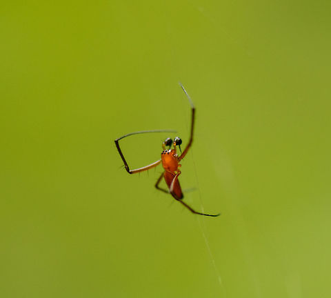 Male Northern Golden Orb Weaver, Sinharaja, Sri Lanka Yes, this tiny little thing is the male sex of the Northern Golden Orb Weaver:

http://www.jungledragon.com/image/31236/northern_golden_orb_weaver_sinharaja_sri_lanka.html

To give you an idea of their vast size difference, check out this photo of them mating:
https://en.wikipedia.org/wiki/Nephila_pilipes#/media/File:Mating_nephila_pilipes_-_golden_orb-web_spider.jpg Asia,Nephila pilipes,Northern Golden Orb Weaver,Sinharaja,Sri Lanka