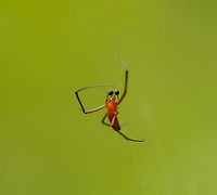 Male Northern Golden Orb Weaver, Sinharaja, Sri Lanka Yes, this tiny little thing is the male sex of the Northern Golden Orb Weaver:<br />
<br />
http://www.jungledragon.com/image/31236/northern_golden_orb_weaver_sinharaja_sri_lanka.html<br />
<br />
To give you an idea of their vast size difference, check out this photo of them mating:<br />
https://en.wikipedia.org/wiki/Nephila_pilipes#/media/File:Mating_nephila_pilipes_-_golden_orb-web_spider.jpg Asia,Nephila pilipes,Northern Golden Orb Weaver,Sinharaja,Sri Lanka