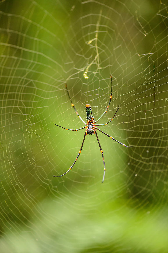 Northern Golden Orb Weaver, Sinharaja, Sri Lanka  Asia,Nephila pilipes,Sinharaja,Sri Lanka