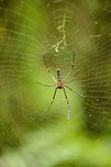 Northern Golden Orb Weaver, Sinharaja, Sri Lanka  Asia,Nephila pilipes,Sinharaja,Sri Lanka