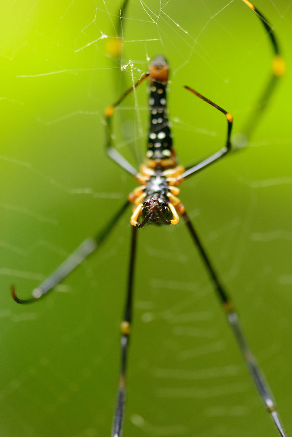 Macro of Northern Golden Orb Weaver, Sinharaja, Sri Lanka This is one of those spiders where if you&#039;d walk into its web, the spider would cover your face. Asia,Nephila pilipes,Northern Golden Orb Weaver,Sinharaja,Sri Lanka