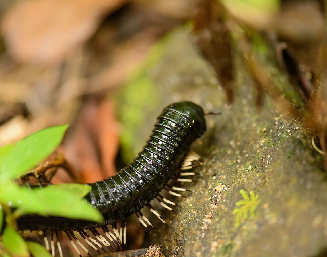 Side view of a Sri Lankan Giant Millipede in Sinharaja, Sri Lanka  Asia,Sinharaja,Spirostreptus centrurus,Sri Lanka,Sri Lankan Giant Millipede