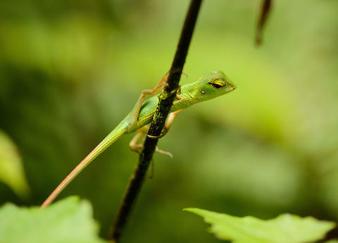 Agile Common Green Forest Lizard in Sinharaja, Sri Lanka  Asia,Calotes calotes,Common Green Forest Lizard,Sinharaja,Sri Lanka