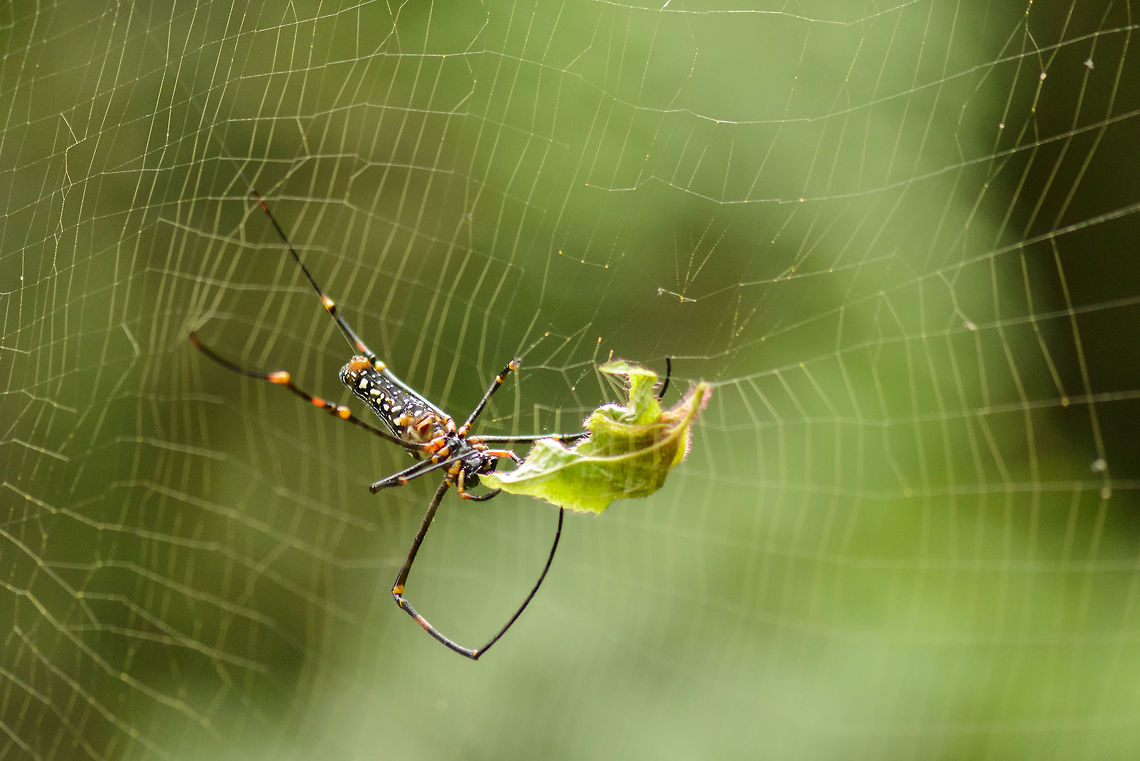 Northern Golden Orb Weaver, the neat freak Our guide demonstrating the discipline of this spider. As soon as something ends up in the web that does not belong there, it is immediately removed and the web is repaired. Asia,Nephila pilipes,Northern Golden Orb Weaver,Sinharaja,Sri Lanka