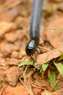 Head detail of a Sri Lankan Giant Millipede Captured in Sinharaja, Sri Lanka Asia,Sinharaja,Spirostreptus centrurus,Sri Lanka,Sri Lankan Giant Millipede
