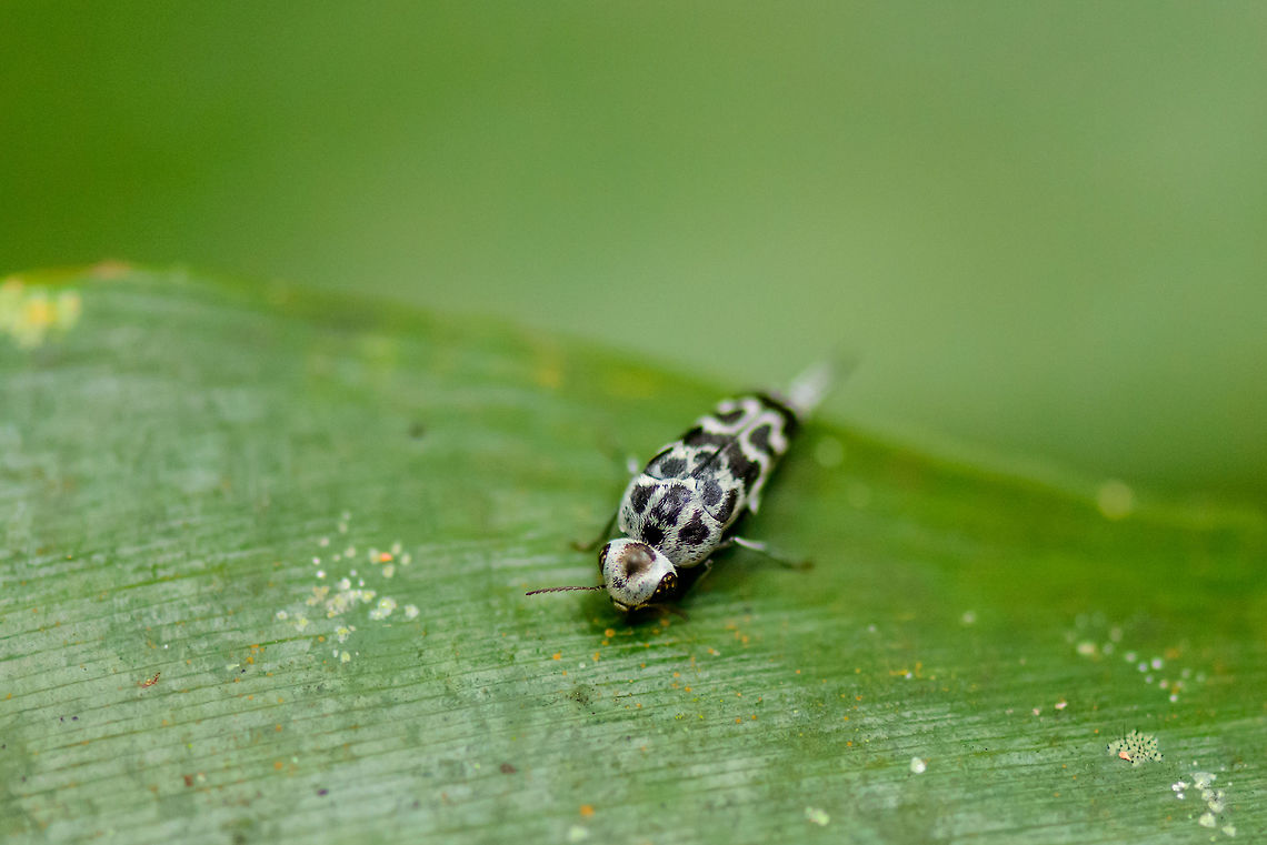 Black-white spotted Glipa insect in Sinharaja, Sri Lanka A few mm in size, found on a large leaf near the bottom of the rainforest floor. Partial identification is fam Mordellidae, possibly genus Glipa (thanks, Wildflower). Asia,Sinharaja,Sri Lanka