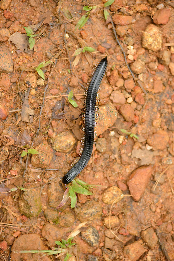 Full body view of a Sri Lankan Giant Millipede Captured in Sinharaja, Sri Lanka. For a sense of scale, and for extra creepiness, this thing would easily fit around one&#039;s neck. Asia,Sinharaja,Spirostreptus centrurus,Sri Lanka,Sri Lankan Giant Millipede