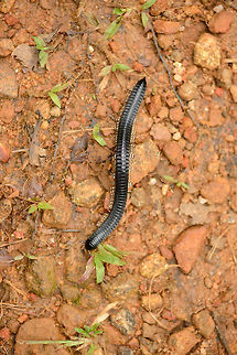Full body view of a Sri Lankan Giant Millipede Captured in Sinharaja, Sri Lanka. For a sense of scale, and for extra creepiness, this thing would easily fit around one's neck. Asia,Sinharaja,Spirostreptus centrurus,Sri Lanka,Sri Lankan Giant Millipede