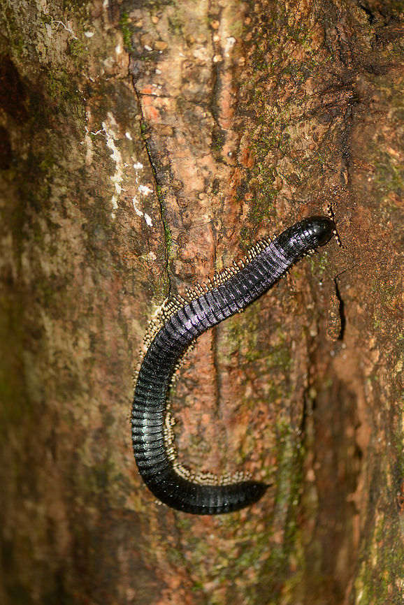 Sri Lankan Giant Millipede on tree, Sinharaja, Sri Lanka It&#039;s often not a good idea to lean against trees in tropical countries, the same applies in Sri Lanka. Asia,Sinharaja,Spirostreptus centrurus,Sri Lanka,Sri Lankan Giant Millipede