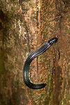 Sri Lankan Giant Millipede on tree, Sinharaja, Sri Lanka It's often not a good idea to lean against trees in tropical countries, the same applies in Sri Lanka. Asia,Sinharaja,Spirostreptus centrurus,Sri Lanka,Sri Lankan Giant Millipede