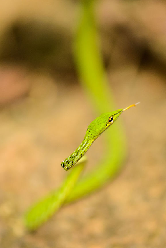 Green Vine Snake in Sinharaja, Sri Lanka Also known as the "eye plucker" in Sri Lanka, based on the false myth that it picks human eyes with its pointy snout. We found this snake in some bushes along the path. However, the forest floor is quite dark for photography and I had trouble focusing, so I jokingly asked the ranger to position it better. To my complete surprise, he went ahead to pick up the snake with his bare hands and placed it half a meter away from me.  Ahaetulla nasuta,Asia,Green vine snake or Long-nosed whip snake,Sinharaja,Sri Lanka
