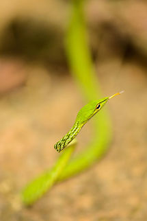 Green Vine Snake in Sinharaja, Sri Lanka Also known as the "eye plucker" in Sri Lanka, based on the false myth that it picks human eyes with its pointy snout. We found this snake in some bushes along the path. However, the forest floor is quite dark for photography and I had trouble focusing, so I jokingly asked the ranger to position it better. To my complete surprise, he went ahead to pick up the snake with his bare hands and placed it half a meter away from me.  Ahaetulla nasuta,Asia,Green vine snake or Long-nosed whip snake,Sinharaja,Sri Lanka