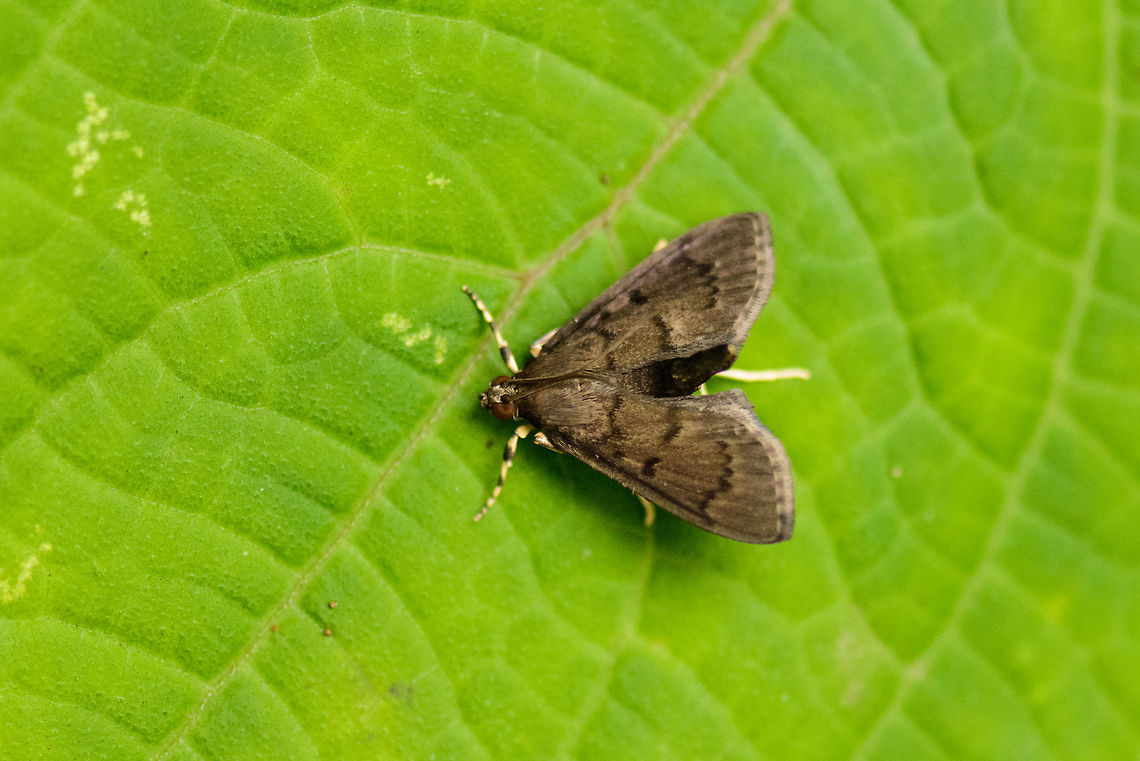 Omiodes tristrialis, Sinharaja, Sri Lanka Wingspan is about 5-10 cm (2 - 4 inches). Asia,Omiodes tristrialis,Sinharaja,Sri Lanka