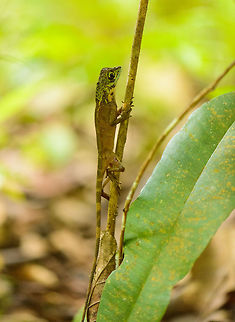 Sri Lankan Kangaroo Lizard, Sinharaja, Sri Lanka  Asia,Otocryptis weigmannii,Sinharaja,Sri Lanka,Sri Lankan Kangaroo Lizard
