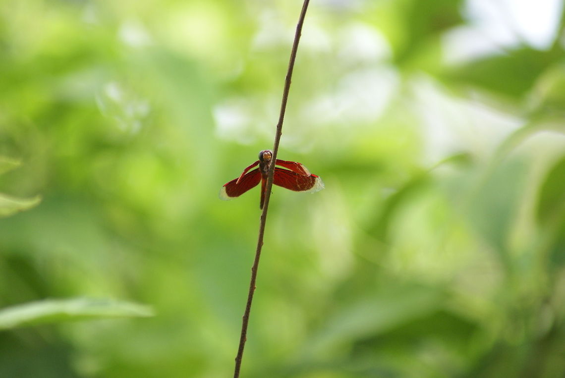 Red Dragonfly Far away shot of a strange red Dragonfly with exceptionally large eyes. Come to think of it, all insects look strange in Malaysia. Dragonfly,Insects,Malaysia,Neurothemis fluctuans,Red Grasshawk