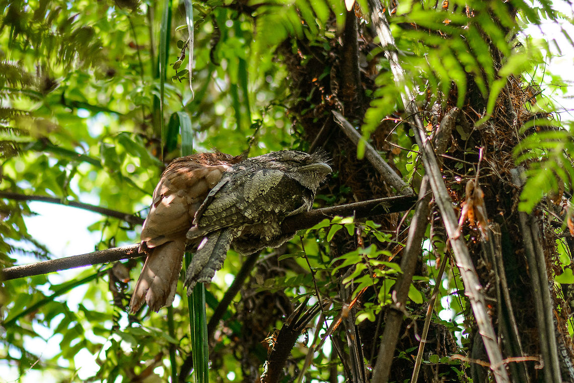 Sri Lanka Frogmouth (couple) - closeup in Sinharaja, Sri Lanka Before visiting Sri Lanka, we bought a birds book and this was our number one bird to see on our &quot;wishful thinking&quot; list. This species has a peculiar look, the frog-like mouth, and is nocturnal, making it very hard to find. We did not find this one on our own, but we were thrilled to finally see it during the very last park visit of our trip. We had to stroll away from the path and go into the jungle for a bit to arrive at this sighting. <br />
<br />
If you study other people&#039;s trip logs, you&#039;ll find similar spottings in Sinharaja. This is due to the behavior of this species where it returns to the same resting place for months in a row. Thus, if you don&#039;t disturb it too much, the spotting can be preserved and reused many times.<br />
<br />
Anyways, the grey one is the male, the orange/brown one is the female. Asia,Batrachostomus moniliger,Sinharaja,Sri Lanka,Sri Lanka frogmouth