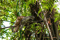 Sri Lanka Frogmouth (couple) - closeup in Sinharaja, Sri Lanka Before visiting Sri Lanka, we bought a birds book and this was our number one bird to see on our "wishful thinking" list. This species has a peculiar look, the frog-like mouth, and is nocturnal, making it very hard to find. We did not find this one on our own, but we were thrilled to finally see it during the very last park visit of our trip. We had to stroll away from the path and go into the jungle for a bit to arrive at this sighting. <br />
<br />
If you study other people's trip logs, you'll find similar spottings in Sinharaja. This is due to the behavior of this species where it returns to the same resting place for months in a row. Thus, if you don't disturb it too much, the spotting can be preserved and reused many times.<br />
<br />
Anyways, the grey one is the male, the orange/brown one is the female. Asia,Batrachostomus moniliger,Sinharaja,Sri Lanka,Sri Lanka frogmouth