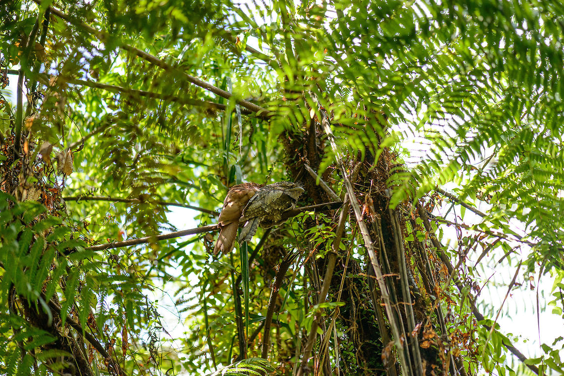Sri Lanka Frogmouth (couple) in Sinharaja, Sri Lanka Before visiting Sri Lanka, we bought a birds book and this was our number one bird to see on our "wishful thinking" list. This species has a peculiar look, the frog-like mouth, and is nocturnal, making it very hard to find. We did not find this one on our own, but we were thrilled to finally see it during the very last park visit of our trip. We had to stroll away from the path and go into the jungle for a bit to arrive at this sighting. <br />
<br />
If you study other people's trip logs, you'll find similar spottings in Sinharaja. This is due to the behavior of this species where it returns to the same resting place for months in a row. Thus, if you don't disturb it too much, the spotting can be preserved and reused many times.<br />
<br />
Anyways, the grey one is the male, the orange/brown one is the female. Here is a closeup shot:<br />
<figure class="photo"><a href="https://www.jungledragon.com/image/31315/sri_lanka_frogmouth_couple_-_closeup_in_sinharaja_sri_lanka.html" title="Sri Lanka Frogmouth (couple) - closeup in Sinharaja, Sri Lanka"><img src="https://s3.amazonaws.com/media.jungledragon.com/images/2/31315_thumb.jpg?AWSAccessKeyId=05GMT0V3GWVNE7GGM1R2&Expires=1763596810&Signature=JcjHgm95Oyhg8vWX7Vi1eQumdbY%3D" width="200" height="134" alt="Sri Lanka Frogmouth (couple) - closeup in Sinharaja, Sri Lanka Before visiting Sri Lanka, we bought a birds book and this was our number one bird to see on our "wishful thinking" list. This species has a peculiar look, the frog-like mouth, and is nocturnal, making it very hard to find. We did not find this one on our own, but we were thrilled to finally see it during the very last park visit of our trip. We had to stroll away from the path and go into the jungle for a bit to arrive at this sighting. <br />
<br />
If you study other people's trip logs, you'll find similar spottings in Sinharaja. This is due to the behavior of this species where it returns to the same resting place for months in a row. Thus, if you don't disturb it too much, the spotting can be preserved and reused many times.<br />
<br />
Anyways, the grey one is the male, the orange/brown one is the female. Asia,Batrachostomus moniliger,Sinharaja,Sri Lanka,Sri Lanka frogmouth" /></a></figure> Asia,Batrachostomus moniliger,Sinharaja,Sri Lanka,Sri Lanka frogmouth