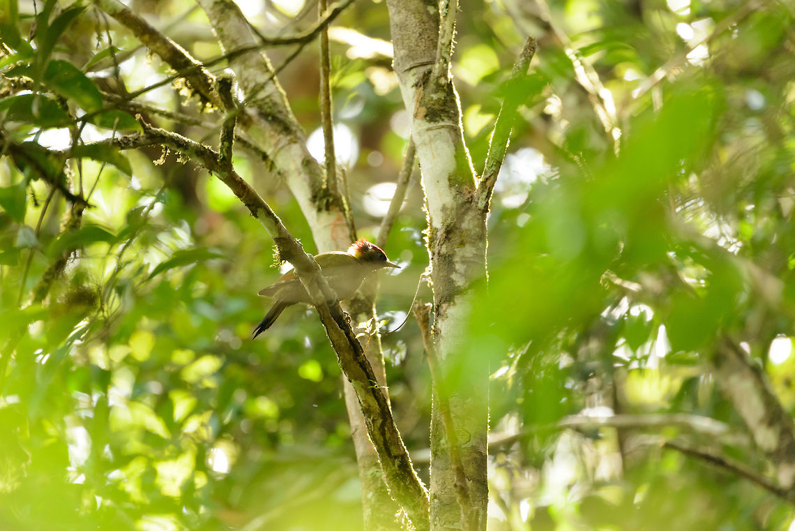 Lesser Yellownape, Sinharaja, Sri Lanka Admittedly a terrible photo, but it&#039;s the only one I have of this species, and it wasn&#039;t know at the site yet. Asia,Picus chlorolophus,Sinharaja,Sri Lanka,lesser yellownape