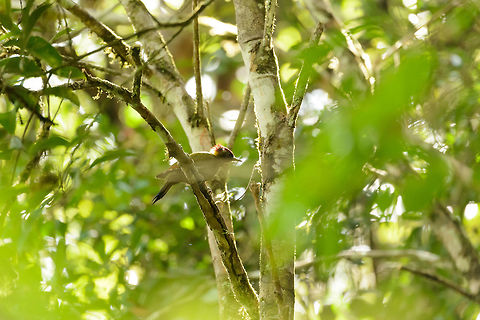 Lesser Yellownape, Sinharaja, Sri Lanka Admittedly a terrible photo, but it's the only one I have of this species, and it wasn't know at the site yet. Asia,Picus chlorolophus,Sinharaja,Sri Lanka,lesser yellownape