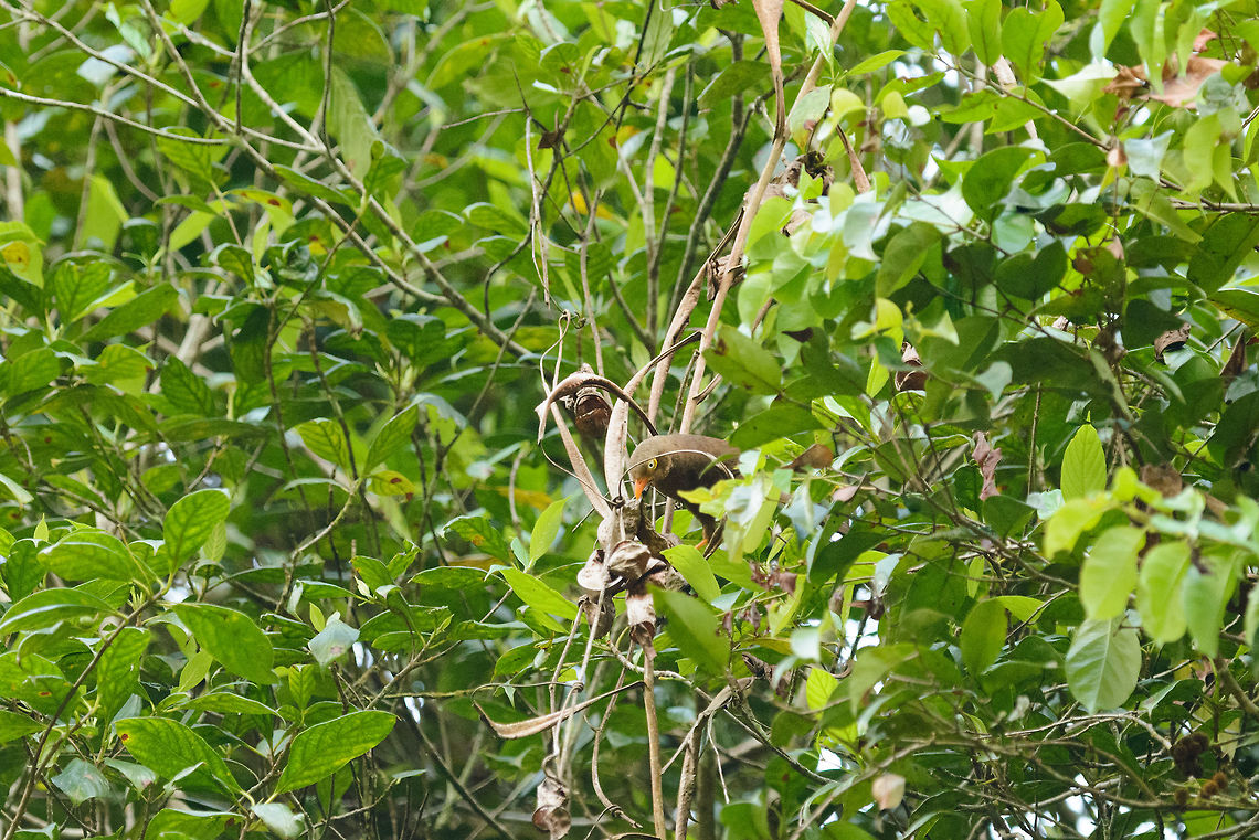 Orange-billed Babbler in Sinharaja, Sri Lanka Quite far away, this one. It is endemic to Sri Lanka. Asia,Orange-billed Babbler,Sinharaja,Sri Lanka,Turdoides rufescens