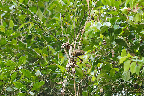 Orange-billed Babbler in Sinharaja, Sri Lanka Quite far away, this one. It is endemic to Sri Lanka. Asia,Orange-billed Babbler,Sinharaja,Sri Lanka,Turdoides rufescens
