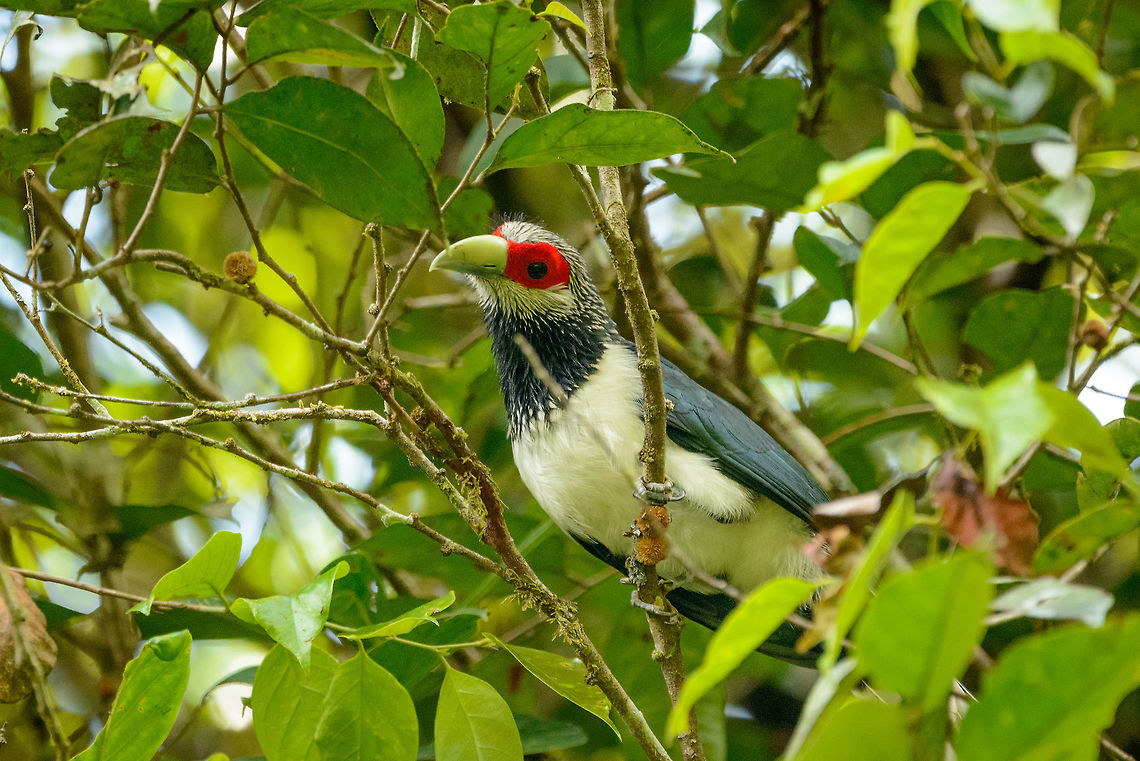 Red-faced Malkoha closeup in Sinharaja, Sri Lanka Here is the mother of all bird spottings in Sri Lanka. This bird is much sought after by birders. It is confined in its distribution to the Sinharaja forest. Furthermore, it really is a forest bird that is very active in the high canopy, and therefore not often seen, and even more difficult to photograph. As a result, only a few dozen photos are online of this species across the web.<br />
<br />
This was a case where ignorance is bliss. We had never heard of this bird, despite having a birds book of the country. It just fell into our lap. We were on a path in Sinharaja when out of the blue the ranger went nuts and kept pulling me in all kind of directions to capture this bird. I was carrying the 80-400mm and was struggling for about 20 minutes to get glimpses of this active bird, still not understanding the big deal. Out of 70 or so shots, less than 10 were somewhat usable, and I&#039;m sharing them all. Not to show off, but to attempt to put more of this bird online. <br />
<br />
 Asia,Phaenicophaeus pyrrhocephalus,Red-faced malkoha,Sinharaja,Sri Lanka