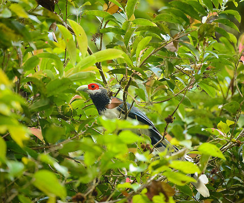 Red-faced Malkoha sideview in Sinharaja, Sri Lanka Here is the mother of all bird spottings in Sri Lanka. This bird is much sought after by birders. It is confined in its distribution to the Sinharaja forest. Furthermore, it really is a forest bird that is very active in the high canopy, and therefore not often seen, and even more difficult to photograph. As a result, only a few dozen photos are online of this species across the web.

This was a case where ignorance is bliss. We had never heard of this bird, despite having a birds book of the country. It just fell into our lap. We were on a path in Sinharaja when out of the blue the ranger went nuts and kept pulling me in all kind of directions to capture this bird. I was carrying the 80-400mm and was struggling for about 20 minutes to get glimpses of this active bird, still not understanding the big deal. Out of 70 or so shots, less than 10 were somewhat usable, and I'm sharing them all. Not to show off, but to attempt to put more of this bird online.  Asia,Phaenicophaeus pyrrhocephalus,Red-faced malkoha,Sinharaja,Sri Lanka