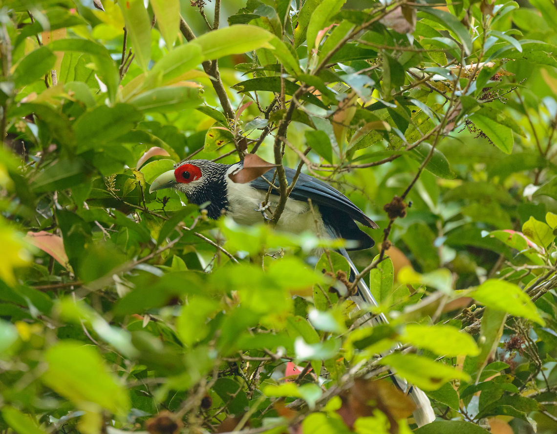 Red-faced Malkoha probing for insects in Sinharaja, Sri Lanka Here is the mother of all bird spottings in Sri Lanka. This bird is much sought after by birders. It is confined in its distribution to the Sinharaja forest. Furthermore, it really is a forest bird that is very active in the high canopy, and therefore not often seen, and even more difficult to photograph. As a result, only a few dozen photos are online of this species across the web.<br />
<br />
This was a case where ignorance is bliss. We had never heard of this bird, despite having a birds book of the country. It just fell into our lap. We were on a path in Sinharaja when out of the blue the ranger went nuts and kept pulling me in all kind of directions to capture this bird. I was carrying the 80-400mm and was struggling for about 20 minutes to get glimpses of this active bird, still not understanding the big deal. Out of 70 or so shots, less than 10 were somewhat usable, and I&#039;m sharing them all. Not to show off, but to attempt to put more of this bird online.  Asia,Phaenicophaeus pyrrhocephalus,Red-faced malkoha,Sinharaja,Sri Lanka