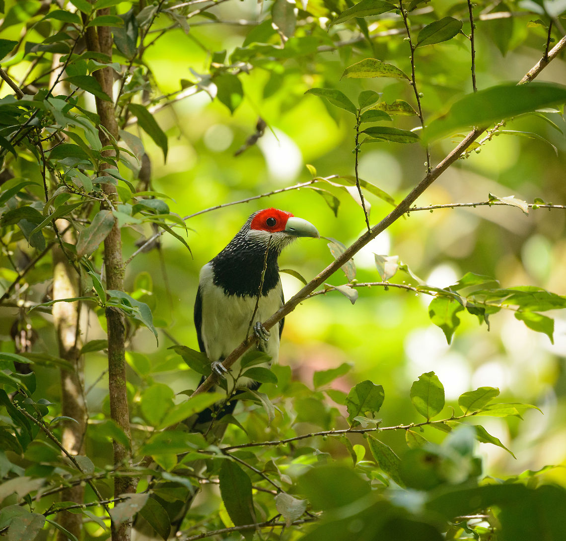 Red-faced Malkoha full bird view (right) in Sinharaja, Sri Lanka Here is the mother of all bird spottings in Sri Lanka. This bird is much sought after by birders. It is confined in its distribution to the Sinharaja forest. Furthermore, it really is a forest bird that is very active in the high canopy, and therefore not often seen, and even more difficult to photograph. As a result, only a few dozen photos are online of this species across the web.<br />
<br />
This was a case where ignorance is bliss. We had never heard of this bird, despite having a birds book of the country. It just fell into our lap. We were on a path in Sinharaja when out of the blue the ranger went nuts and kept pulling me in all kind of directions to capture this bird. I was carrying the 80-400mm and was struggling for about 20 minutes to get glimpses of this active bird, still not understanding the big deal. Out of 70 or so shots, less than 10 were somewhat usable, and I'm sharing them all. Not to show off, but to attempt to put more of this bird online.  Asia,Phaenicophaeus pyrrhocephalus,Red-faced malkoha,Sinharaja,Sri Lanka