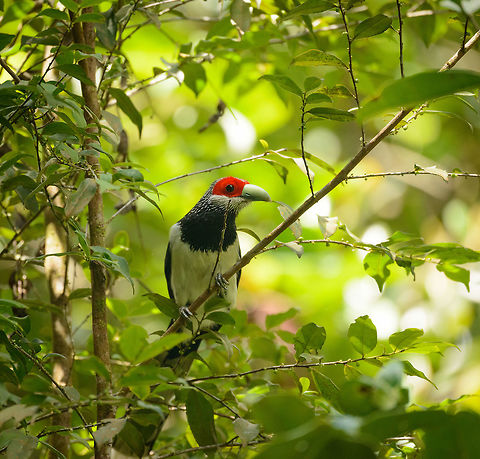 Red-faced Malkoha full bird view (right) in Sinharaja, Sri Lanka Here is the mother of all bird spottings in Sri Lanka. This bird is much sought after by birders. It is confined in its distribution to the Sinharaja forest. Furthermore, it really is a forest bird that is very active in the high canopy, and therefore not often seen, and even more difficult to photograph. As a result, only a few dozen photos are online of this species across the web.
This was a case where ignorance is bliss. We had never heard of this bird, despite having a birds book of the country. It just fell into our lap. We were on a path in Sinharaja when out of the blue the ranger went nuts and kept pulling me in all kind of directions to capture this bird. I was carrying the 80-400mm and was struggling for about 20 minutes to get glimpses of this active bird, still not understanding the big deal. Out of 70 or so shots, less than 10 were somewhat usable, and I'm sharing them all. Not to show off, but to attempt to put more of this bird online. Asia,Phaenicophaeus pyrrhocephalus,Red-faced malkoha,Sinharaja,Sri Lanka