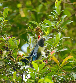 Red-faced Malkoha captured insect in Sinharaja, Sri Lanka Here is the mother of all bird spottings in Sri Lanka. This bird is much sought after by birders. It is confined in its distribution to the Sinharaja forest. Furthermore, it really is a forest bird that is very active in the high canopy, and therefore not often seen, and even more difficult to photograph. As a result, only a few dozen photos are online of this species across the web.

This was a case where ignorance is bliss. We had never heard of this bird, despite having a birds book of the country. It just fell into our lap. We were on a path in Sinharaja when out of the blue the ranger went nuts and kept pulling me in all kind of directions to capture this bird. I was carrying the 80-400mm and was struggling for about 20 minutes to get glimpses of this active bird, still not understanding the big deal. Out of 70 or so shots, less than 10 were somewhat usable, and I'm sharing them all. Not to show off, but to attempt to put more of this bird online.  Asia,Phaenicophaeus pyrrhocephalus,Red-faced malkoha,Sinharaja,Sri Lanka
