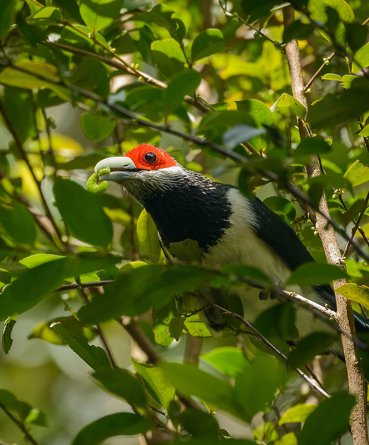 Red-faced Malkoha captured caterpillar or larvae in Sinharaja, Sri Lanka Here is the mother of all bird spottings in Sri Lanka. This bird is much sought after by birders. It is confined in its distribution to the Sinharaja forest. Furthermore, it really is a forest bird that is very active in the high canopy, and therefore not often seen, and even more difficult to photograph. As a result, only a few dozen photos are online of this species across the web.<br />
<br />
This was a case where ignorance is bliss. We had never heard of this bird, despite having a birds book of the country. It just fell into our lap. We were on a path in Sinharaja when out of the blue the ranger went nuts and kept pulling me in all kind of directions to capture this bird. I was carrying the 80-400mm and was struggling for about 20 minutes to get glimpses of this active bird, still not understanding the big deal. Out of 70 or so shots, less than 10 were somewhat usable, and I'm sharing them all. Not to show off, but to attempt to put more of this bird online.  Asia,Phaenicophaeus pyrrhocephalus,Red-faced malkoha,Sinharaja,Sri Lanka