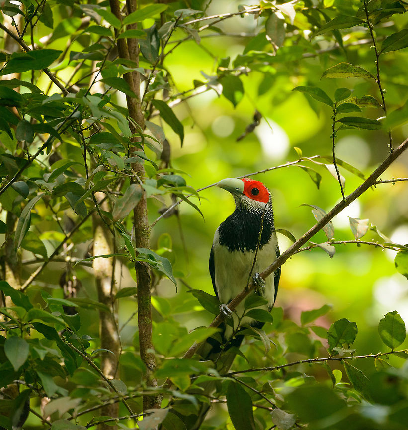 Red-faced Malkoha full bird view (left) in Sinharaja, Sri Lanka Here is the mother of all bird spottings in Sri Lanka. This bird is much sought after by birders. It is confined in its distribution to the Sinharaja forest. Furthermore, it really is a forest bird that is very active in the high canopy, and therefore not often seen, and even more difficult to photograph. As a result, only a few dozen photos are online of this species across the web.<br />
<br />
This was a case where ignorance is bliss. We had never heard of this bird, despite having a birds book of the country. It just fell into our lap. We were on a path in Sinharaja when out of the blue the ranger went nuts and kept pulling me in all kind of directions to capture this bird. I was carrying the 80-400mm and was struggling for about 20 minutes to get glimpses of this active bird, still not understanding the big deal. Out of 70 or so shots, less than 10 were somewhat usable, and I&#039;m sharing them all. Not to show off, but to attempt to put more of this bird online.  Asia,Phaenicophaeus pyrrhocephalus,Red-faced malkoha,Sinharaja,Sri Lanka