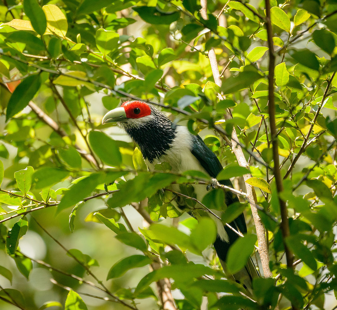 Red-faced Malkoha side view closeup in Sinharaja, Sri Lanka Here is the mother of all bird spottings in Sri Lanka. This bird is much sought after by birders. It is confined in its distribution to the Sinharaja forest. Furthermore, it really is a forest bird that is very active in the high canopy, and therefore not often seen, and even more difficult to photograph. As a result, only a few dozen photos are online of this species across the web.<br />
<br />
This was a case where ignorance is bliss. We had never heard of this bird, despite having a birds book of the country. It just fell into our lap. We were on a path in Sinharaja when out of the blue the ranger went nuts and kept pulling me in all kind of directions to capture this bird. I was carrying the 80-400mm and was struggling for about 20 minutes to get glimpses of this active bird, still not understanding the big deal. Out of 70 or so shots, less than 10 were somewhat usable, and I'm sharing them all. Not to show off, but to attempt to put more of this bird online.  Asia,Phaenicophaeus pyrrhocephalus,Red-faced malkoha,Sinharaja,Sri Lanka