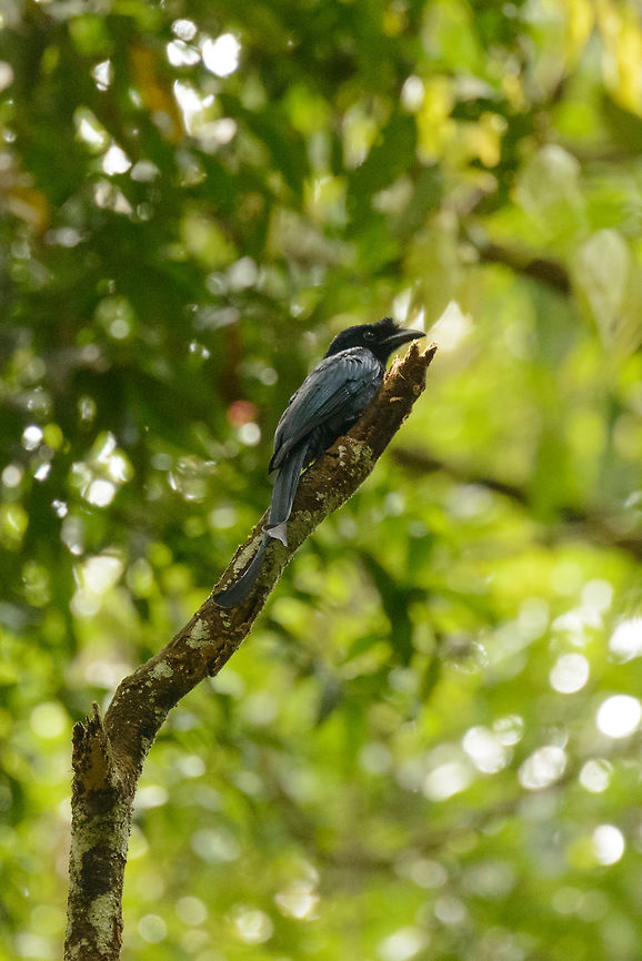 Sri Lanka Drongo in Sinharaja, Sri Lanka An endemic bird to Sri Lanka. Sorry for the poor quality, conditions were poor (very dark). Some slight doubt on the identification: Wikipedia mentions it has red eyes. However, on almost none of the photos online regarding this bird does it have red eyes.  Asia,Dicrurus lophorinus,Sinharaja,Sri Lanka,Sri Lanka drongo