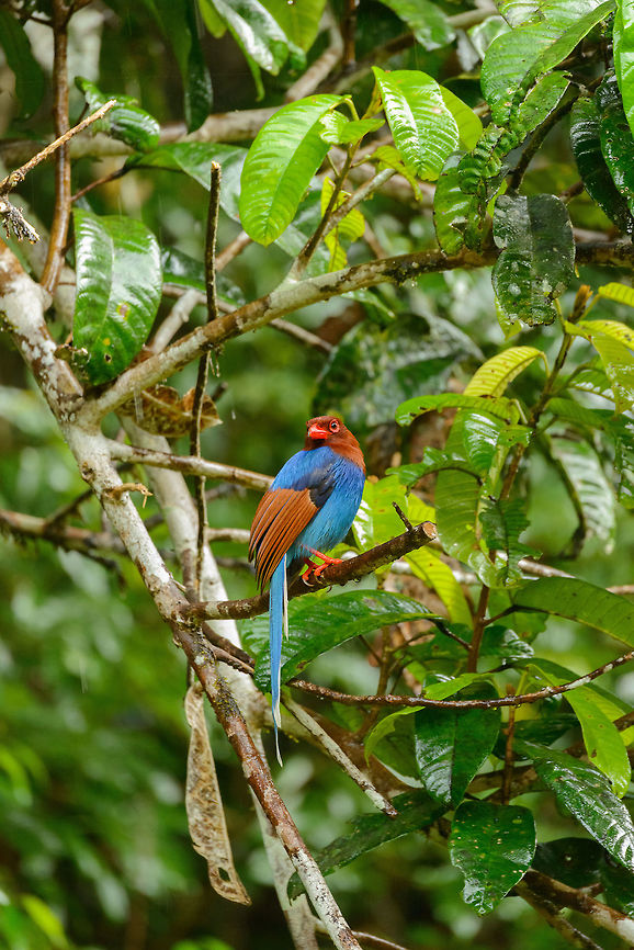 Sri Lanka blue magpie, Sinharaja, Sri Lanka An iconic, Sri Lanka-only bird. Found at the end of the path we used in Sinharaja where we were taking shelter from heavy rain. Two groups of birds were having nests there. Just like other magpies, they are easy to lure by sound or objects thrown on the floor, be they food or shiny things. <br />
<br />
Many more shots of this bird in the next posting. Asia,Sinharaja,Sri Lanka,Sri Lanka blue magpie,Urocissa ornata