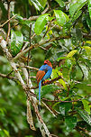 Sri Lanka blue magpie, Sinharaja, Sri Lanka An iconic, Sri Lanka-only bird. Found at the end of the path we used in Sinharaja where we were taking shelter from heavy rain. Two groups of birds were having nests there. Just like other magpies, they are easy to lure by sound or objects thrown on the floor, be they food or shiny things. <br />
<br />
Many more shots of this bird in the next posting. Asia,Sinharaja,Sri Lanka,Sri Lanka blue magpie,Urocissa ornata