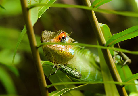 Colorful Common Green Forest Lizard in Sinharaja, Sri Lanka  Asia,Calotes calotes,Common Green Forest Lizard,Sinharaja,Sri Lanka