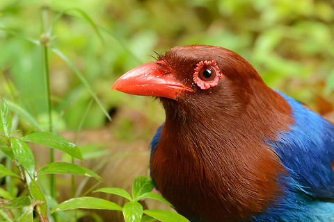 Sri Lanka Blue Magpie closeup sideview, Sinharaja, Sri Lanka After observing us for 10 minutes as we were taking shelter from heavy rain in a small shed, a group of them finally came down. Note that they were lured with corn on a feeding table. Asia,Sinharaja,Sri Lanka,Sri Lanka blue magpie,Urocissa ornata