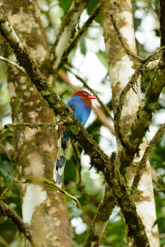 Sri Lanka Blue Magpie in tree, Sinharaja, Sri Lanka This perspective gives a good view of the inside of their tails, with the black and white checkered pattersn, whilst the outside is all blue. Asia,Sinharaja,Sri Lanka,Sri Lanka blue magpie,Urocissa ornata