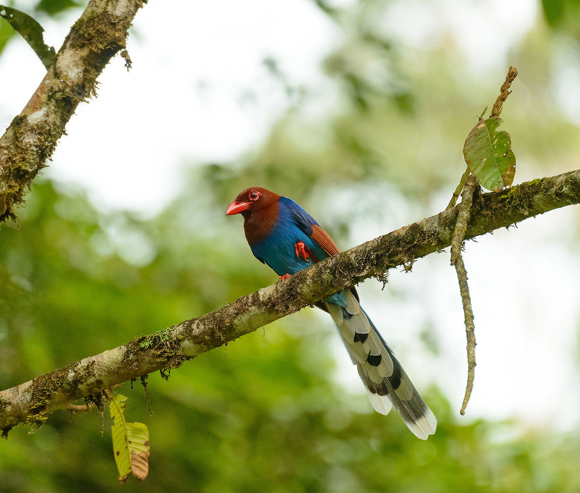 Sri Lanka Blue Magpie in tree - II, Sinharaja, Sri Lanka Note the lifted one leg, just like a dog that is listening and thinking what its next step will be. Asia,Sinharaja,Sri Lanka,Sri Lanka blue magpie,Urocissa ornata