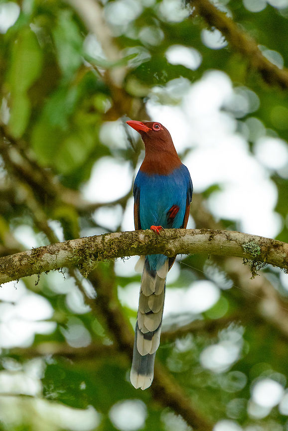 Sri Lanka Blue Magpie stretching in tree, Sinharaja, Sri Lanka In this pose it looks slender and streamlined, yet the same bird can look fatty and fluffy:<br />
<figure class="photo"><a href="https://www.jungledragon.com/image/31336/sri_lanka_blue_magpie_sinharaja_sri_lanka.html" title="Sri Lanka blue magpie, Sinharaja, Sri Lanka"><img src="https://s3.amazonaws.com/media.jungledragon.com/images/2/31336_thumb.jpg?AWSAccessKeyId=05GMT0V3GWVNE7GGM1R2&Expires=1763596810&Signature=28TyP6d9gF55nGwUxGA1fpM%2FsmE%3D" width="102" height="152" alt="Sri Lanka blue magpie, Sinharaja, Sri Lanka An iconic, Sri Lanka-only bird. Found at the end of the path we used in Sinharaja where we were taking shelter from heavy rain. Two groups of birds were having nests there. Just like other magpies, they are easy to lure by sound or objects thrown on the floor, be they food or shiny things. <br />
<br />
Many more shots of this bird in the next posting. Asia,Sinharaja,Sri Lanka,Sri Lanka blue magpie,Urocissa ornata" /></a></figure> Asia,Sinharaja,Sri Lanka,Sri Lanka blue magpie,Urocissa ornata