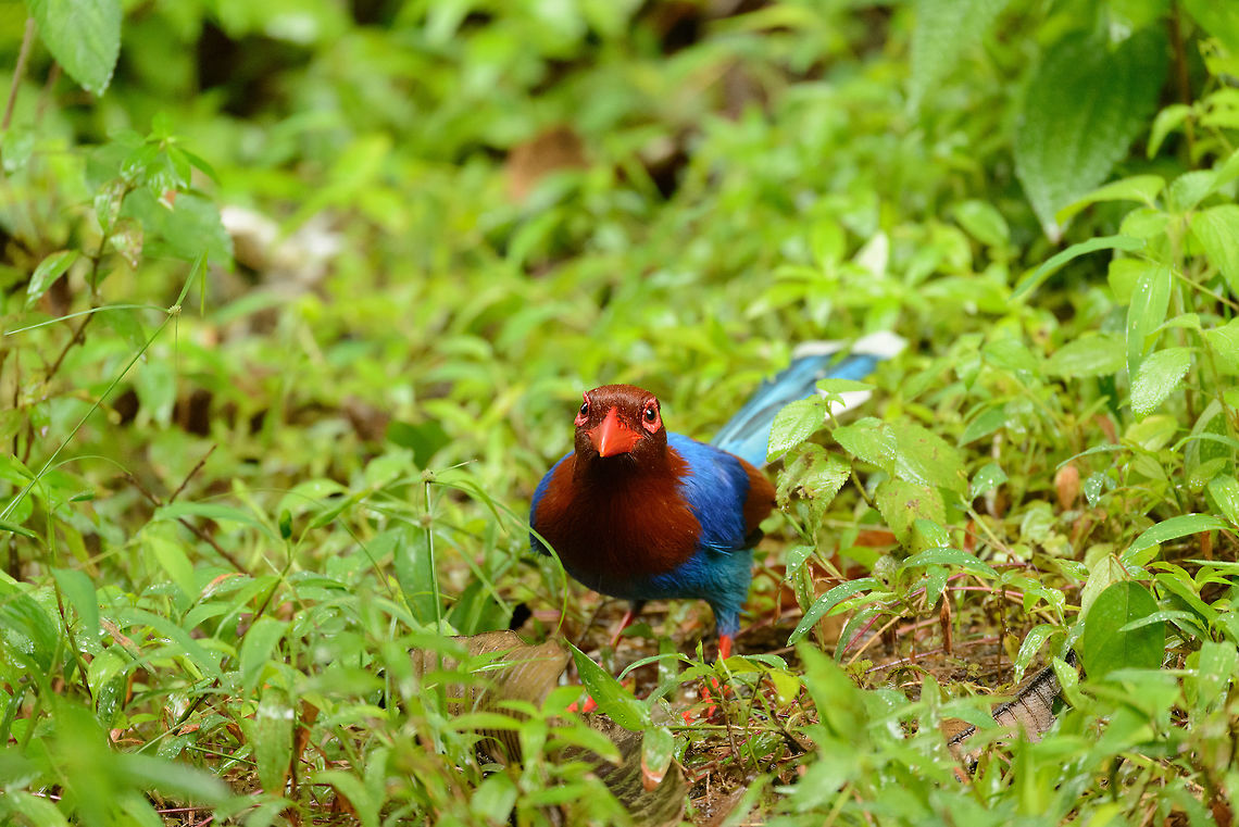 Sri Lanka Blue Magpie on forest floor, Sinharaja, Sri Lanka A first view of a curious Sri Lanka Blue Magpie that finally approached us up close, after our guide lured them with corn. Just like most other magpie species, they can easily get used to people. Note that some of these birds are ringed, part of a research project. Asia,Sinharaja,Sri Lanka,Sri Lanka blue magpie,Urocissa ornata