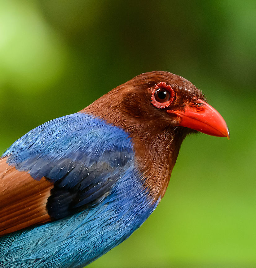 Extreme closeup of a Sri Lanka Blue Magpie, Sinharaja, Sri Lanka Taken as it was on a feeding table. Asia,Sinharaja,Sri Lanka,Sri Lanka blue magpie,Urocissa ornata