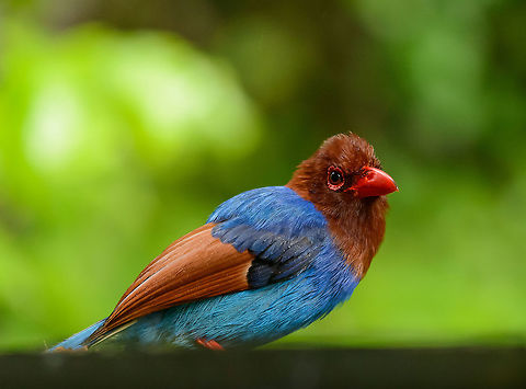 Sri Lanka Blue Magpie in Sinharaja, Sri Lanka Another closeup shot from the feeding table which lured these colorful birds. Asia,Sinharaja,Sri Lanka,Sri Lanka blue magpie,Urocissa ornata