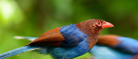 Sri Lanka Blue Magpies feeding, Sinharaja, Sri Lanka Wide shot of 2 of them feeding on corn on the feeding table in Sinharaja, Sri Lanka. Asia,Sinharaja,Sri Lanka,Sri Lanka blue magpie,Urocissa ornata